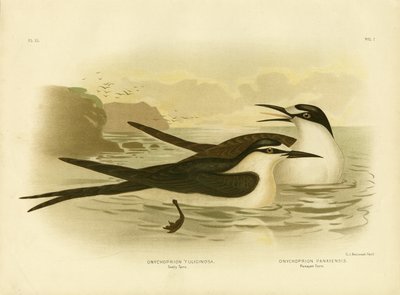 Sterna Fuligginosa, 1891 da Gracius Broinowski